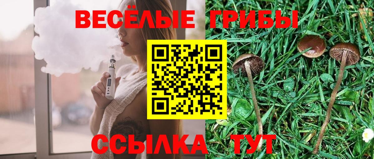 Псилоцибиновые грибы Psilocybe Новоалександровск
